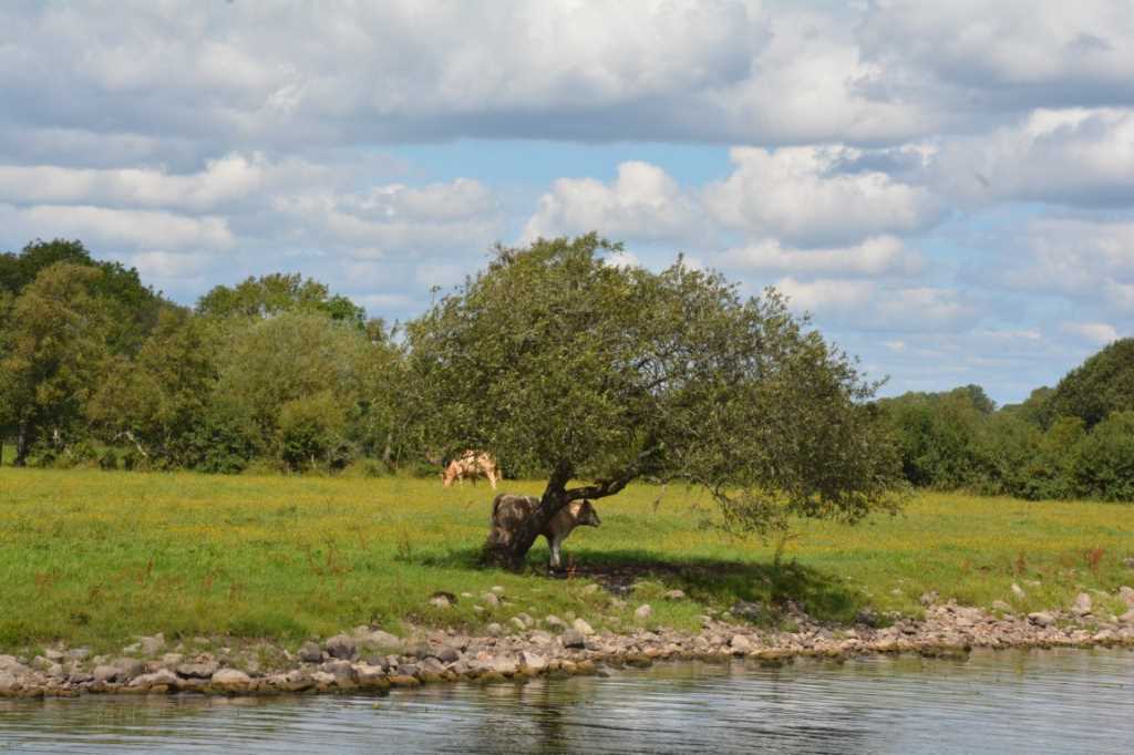 DSC_6038Mittel_.JPG